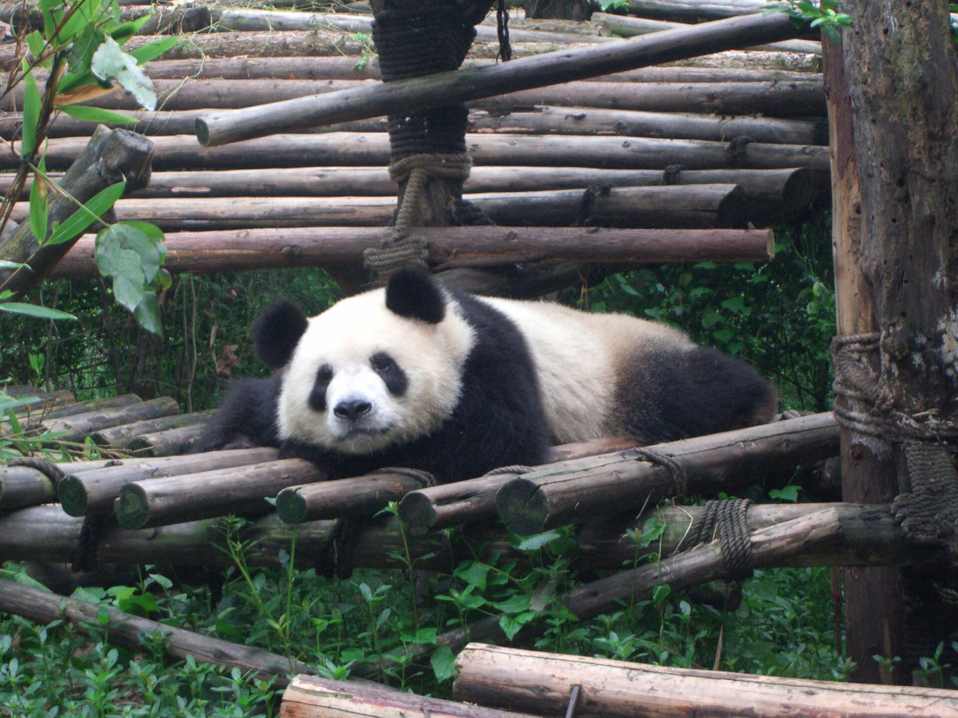 An adult giant panda resting among logs at Chengdu's panda research base in 2007.