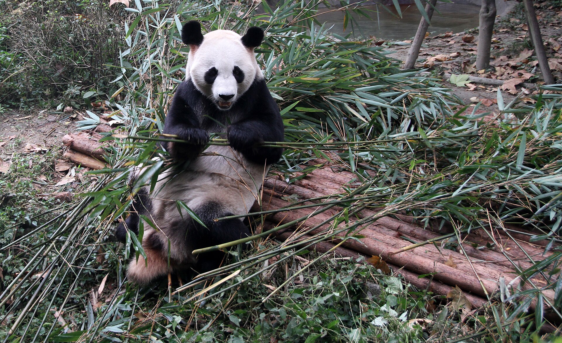 Chengdu