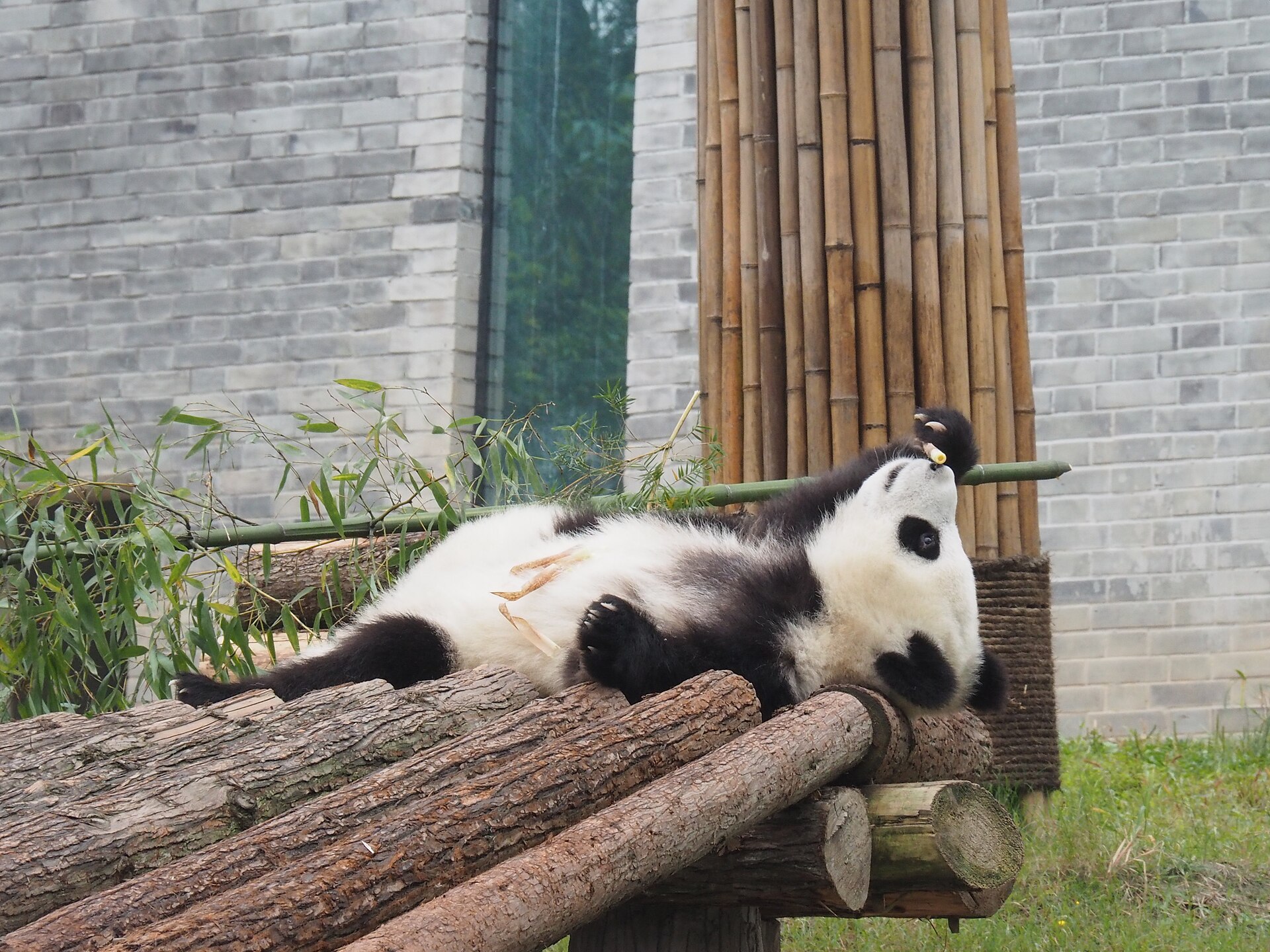 A giant panda reclining on a log platform at the Dujiangyan base of the China Giant Panda Conservation and Research Center in October 2015.