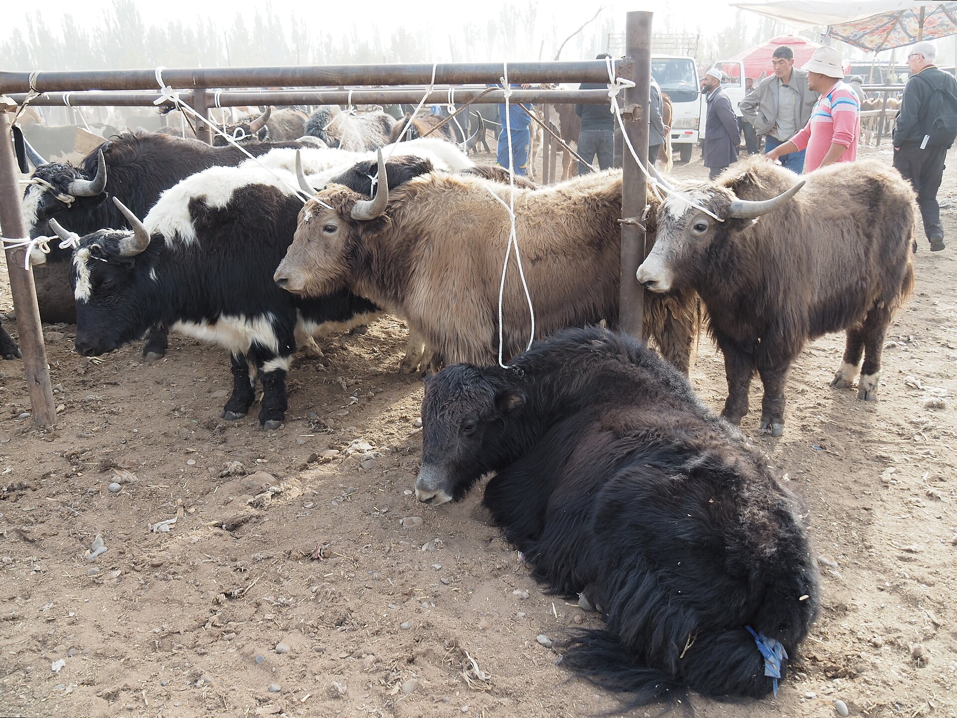 Yaks stand tethered in pens at Kashgar's livestock market while adults move through the background.